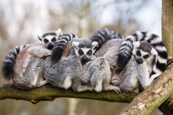 snuggle-cuddle-lemurs-1024x681